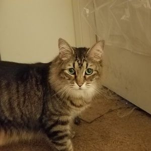 Meet your Posher, Samarra